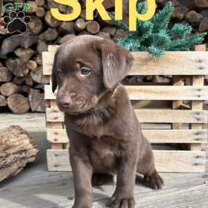 Skip, Chocolate Labrador Retriever Puppy